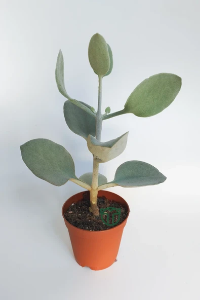 Kalanchoe Bracteata (Hildebrandtii) gümüş kaşık sukulent