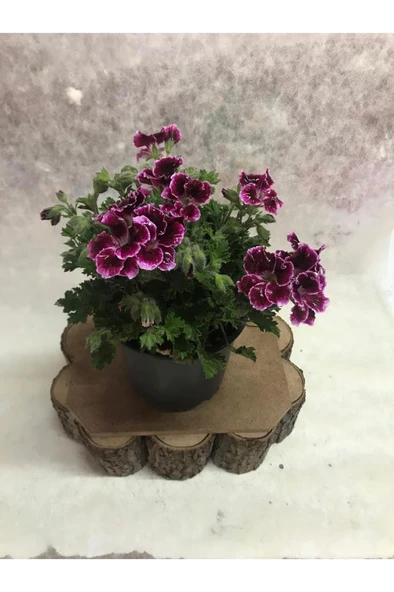 Bordo Ceylangözü Hanımefendi 10-20 cm - Resim 2