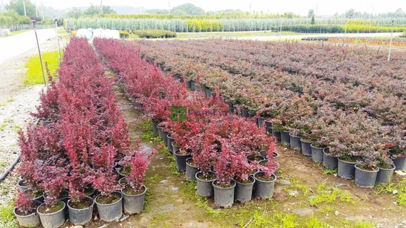 Berberis X Ottawensis Superba, Bordo Hanım Tuzluğu, Saksıda - 3