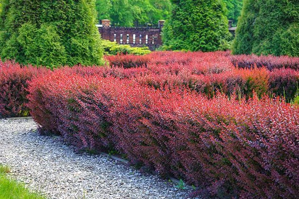 Berberis X Ottawensis Superba, Bordo Hanım Tuzluğu, Saksıda - 4