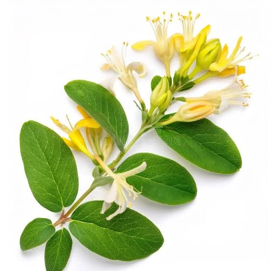 Hanımeli Lonicera Periclymenum Fidanı 15-25 cm