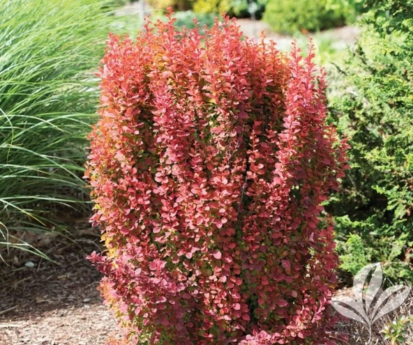 Berberis X Ottawensis Superba, Bordo Hanım Tuzluğu, Saksıda