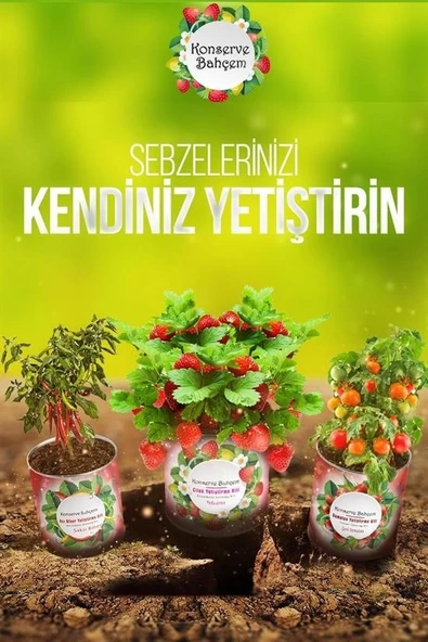 Konserve Bahçem Evde Konservede İri Yapraklı Roka Yetiştirme Kiti - 3