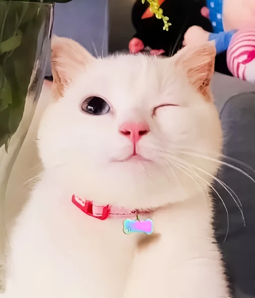 Kişiye Özel Kemik Model Patili Çelik Kedi Köpek Künyesi - 5