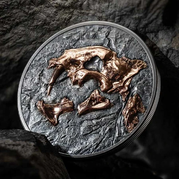 AgaKulche Nimravidae Evrimi 2023 1 Ons Gümüş Sikke Coin - 3