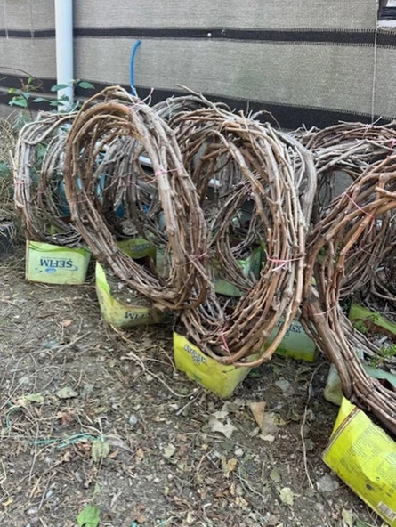 5 YAŞ ,5-7 M BOYUNDA ÇEKİRDEKSİZ SULTANİYE ÜZÜM FİDANI - Resim 3