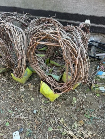 5 YAŞ ,5-7 M BOYUNDA ÇEKİRDEKSİZ SULTANİYE ÜZÜM FİDANI ürün görseli