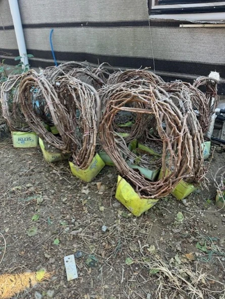 5 YAŞ ,5-7 M BOYUNDA ÇEKİRDEKSİZ SULTANİYE ÜZÜM FİDANI - Resim 5