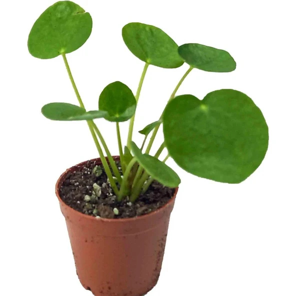Çin Para Çiçeği Çin Para Bitkisi 10-20 cm Pilea Peperomioides - Resim 2