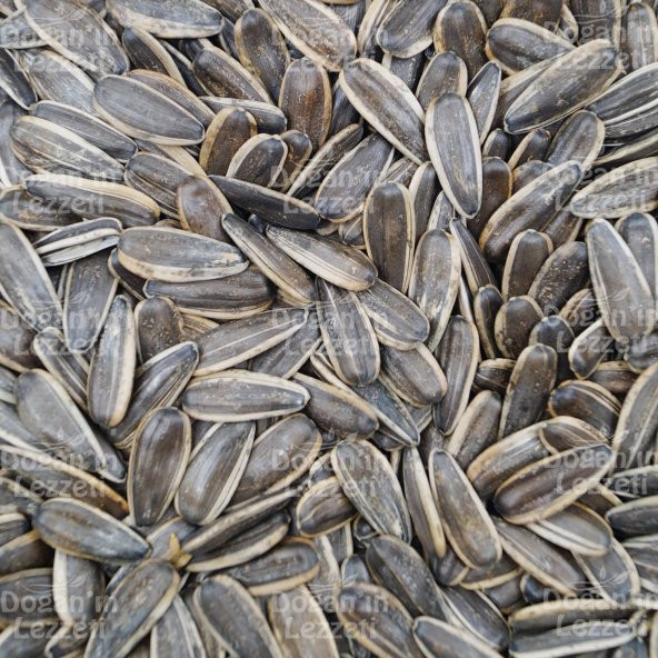 Ay Çekirdeği İthal Çiğ 500 G - Resim 6