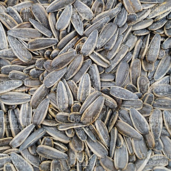 Ay Çekirdeği İthal Tuzlu 1KG - Resim 6