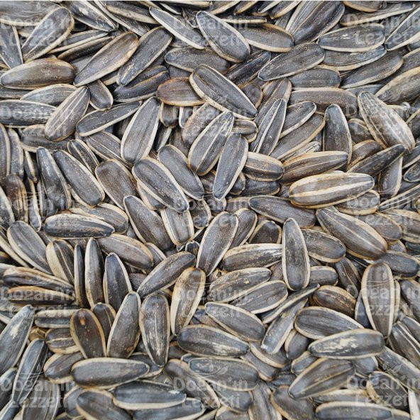 Ay Çekirdeği İthal Tuzsuz 500 G - Resim 6