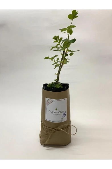 Gül Fidesi Rosa Damascena Isparta Gülü ürün görseli