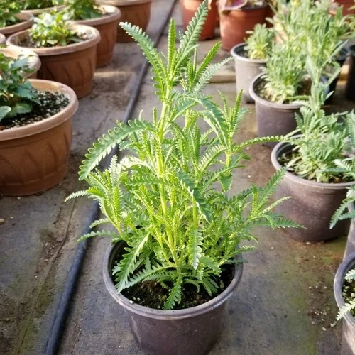 Indigo Moru Lavanta Fidanı 10-20 cm - Resim 2