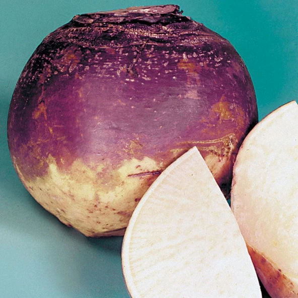 Doğal  Purple Top Amrikano Şalgam Tohumu( 30 tohum)
