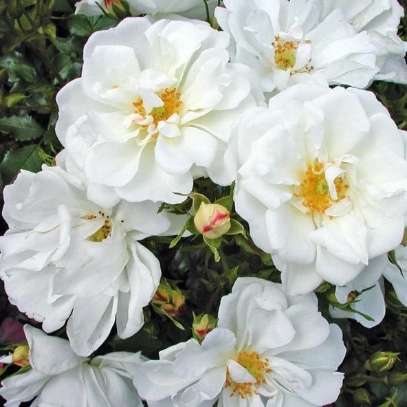 Tüplü Soğuklara Dayanıklı Çok Goncalı Diamant Yediveren Gül Fidanı