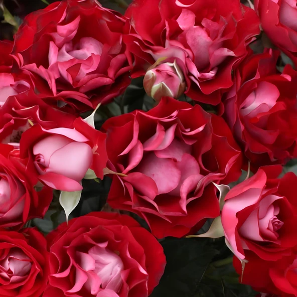 Tüplü Çok Goncalı Özel Rose Der Einheit  Yediveren  Gül Fidanı