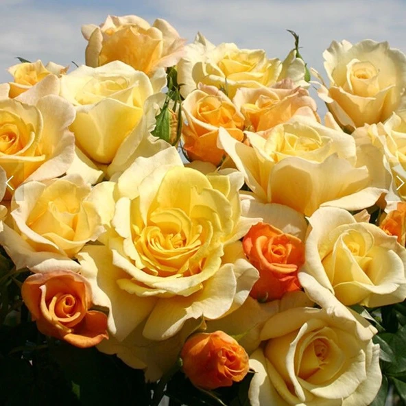 Tüplü Yediveren Soğuklara Dayanıklı Sunny Nostalji Gül Fidanı