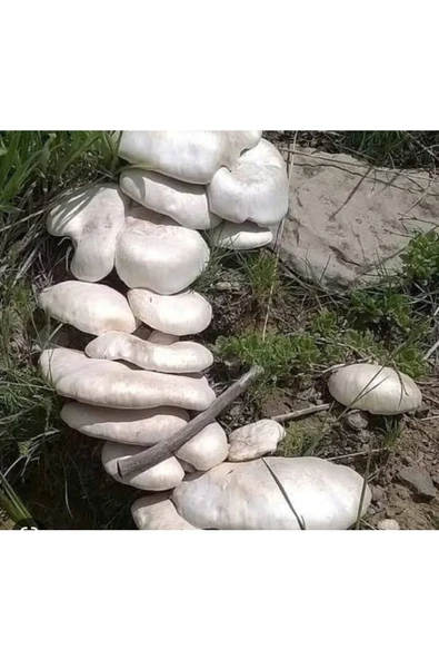 Kaliteli Doğa Mantarı Kültür Mantarı Tohumu 2000 Adet ürün görseli