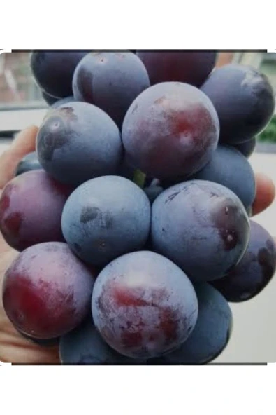 Tarımsal ve Hayvansal Ürünler 5000 Adet Üzüm Fidanı Tohumu - Resim 3