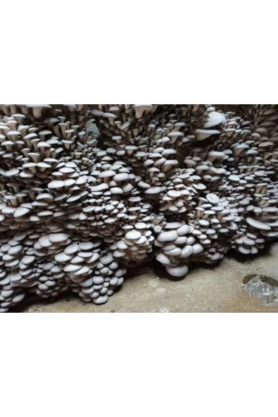 TohumGübre 20.000 Adet Yazlık Istiridye Mantarı Tohumu - Resim 2