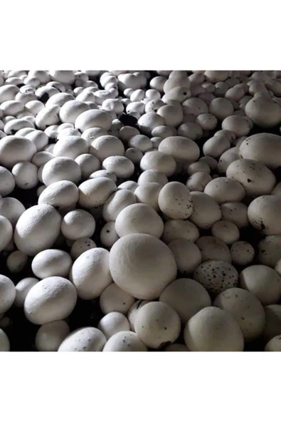 TohumGübre 10.000 Adet Beyaz Şapkalı Kültür Mantarı Tohumu - 1