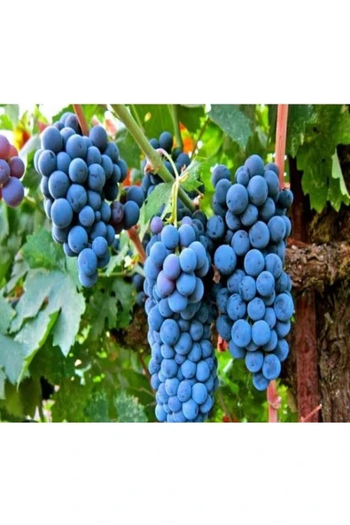 Tarımsal ve Hayvansal Ürünler 5000 Adet Üzüm Fidanı Tohumu - Resim 5
