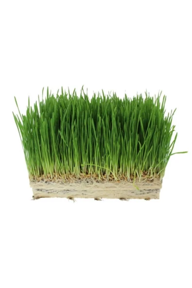 TohumGübre 1 M2 Alana Yetecek Kadar Kemirgen Yemi Çimi Tohumu ( Ortalama 10.000 Adet ) ürün görseli