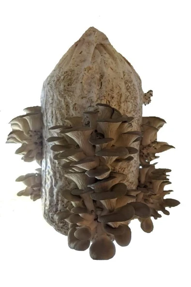 Kaliteli 2000 Adet Istiridye Kavak Kayın Yaprak Mantarı Tohumu, Yeteri Kadar Ekim Poşeti Ve Eğitim Kılavuzu ürün görseli