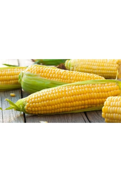 TohumGübre 600 Adet Haşlamalık Mısır Tohumu - Resim 3