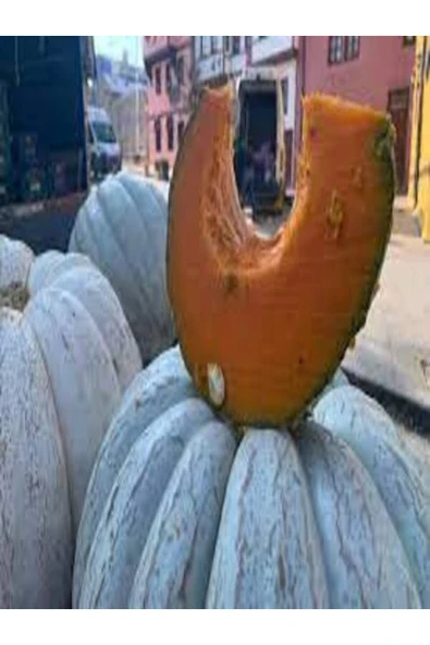 TohumGübre 1 Adet Dev Kestane Bal Kabağı Tohumu - 4