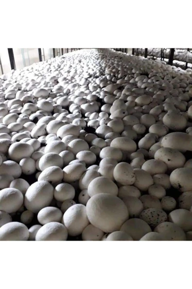 TohumGübre 2000 Adet Beyaz Şapkalı Kültür Mantarı Tohumu - Resim 3