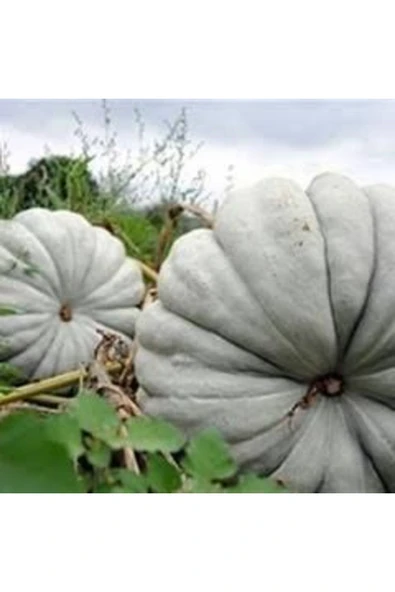 TohumGübre 100 Adet Dev Kestane Bal Kabağı Tohumu - 3