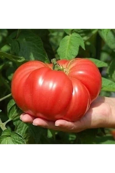TohumGübre 5000 Adet Köylü Domatesi Tohumu - 3