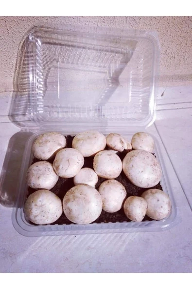 TohumGübre 4 Adet Kültür Mantarı Tohumu Ekili Kutu Ve Eğitim Kılavuzu
