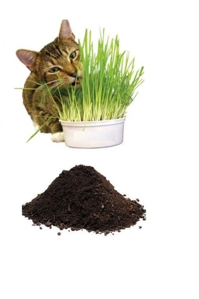 Tarımsal ve Hayvansal Ürünler Kedi Çimi Tohumu (10.000 Adet Tohum) Ve Çim Ekim Toprağı (10 Litre) ürün görseli
