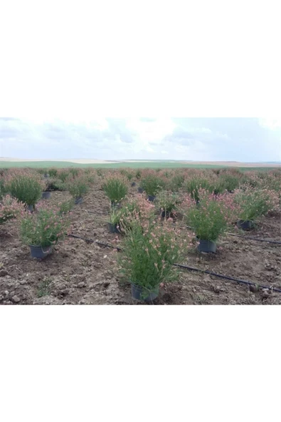 Kaliteli 10.000 Adet Kümes Hayvanları Yemi Korunga Tohumu - Resim 5