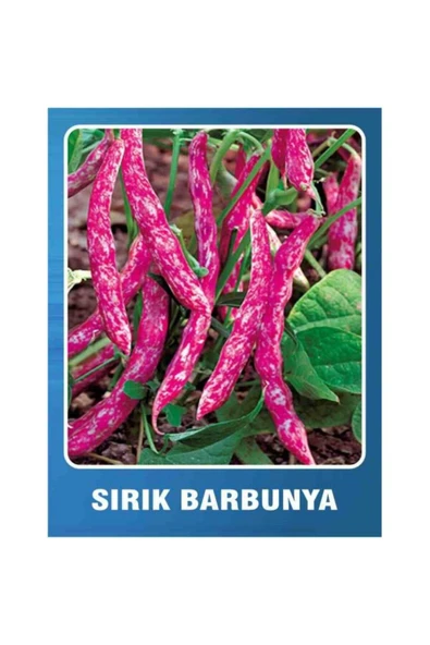 Tarımsal ve Hayvansal Ürünler 200 Adet Sırık Fasulye Barbunya Ata Tohumu ürün görseli