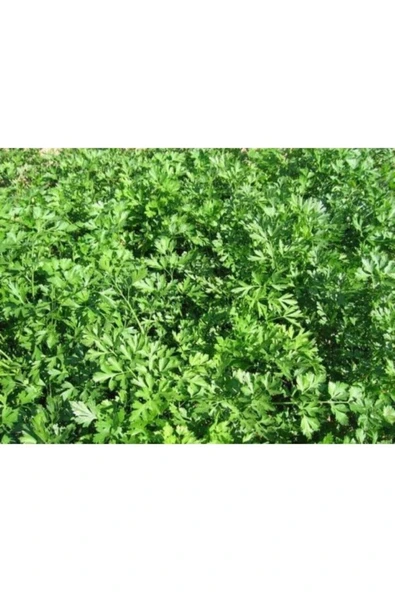 TohumGübre 5000 Adet Geniş Yapraklı Köylü Maydanoz Tohumu - Resim 2