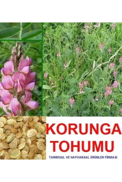 Kaliteli 10.000 Adet Tavşan Yemi Korunga Tohumu