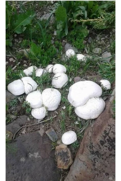 Kaliteli Doğa Mantarı Kültür Mantarı Tohumu 2000 Adet - Resim 3