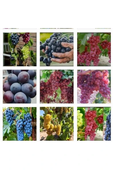 Tarımsal ve Hayvansal Ürünler 3500 Adet Üzüm Fidanı Tohumu - Resim 2