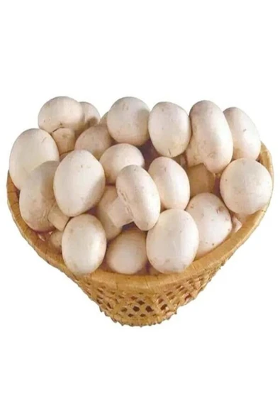 TohumGübre 1 Gr Kültür Mantarı Tohumu Miseli - Resim 4