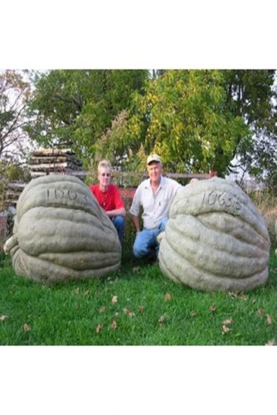 TohumGübre 1 Adet Dev Kestane Bal Kabağı Tohumu - 5