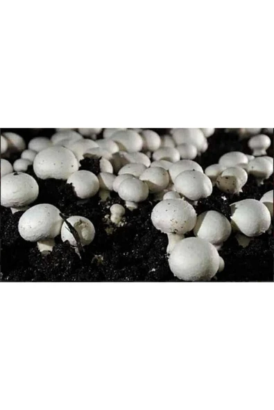 TohumGübre 20 Litre Ekim Torfu Ve 2000 Adet Kültür Mantarı Tohumu Ile Eğitim Kılavuzu - Resim 4