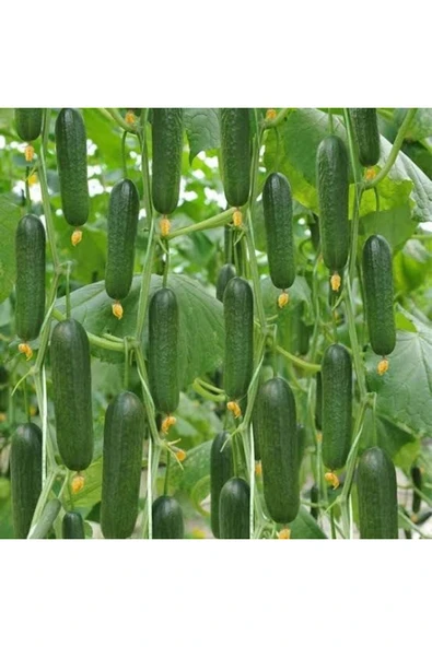 Tarımsal ve Hayvansal Ürünler 1000 Adet Köylü Salatalık Tohumu ürün görseli