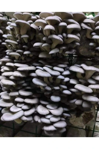 TohumGübre 20.000 Adet Istiridye Mantarı Tohumu, Ekim Poşetleri Ve Kılavuz - Resim 2