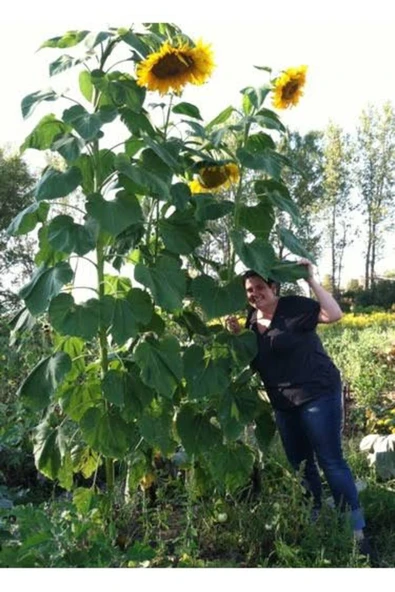 Tarımsal ve Hayvansal Ürünler 200 Adet Dev Boylu İri Taneli Ayçiçeği Çekirdek Tohumu - Resim 4