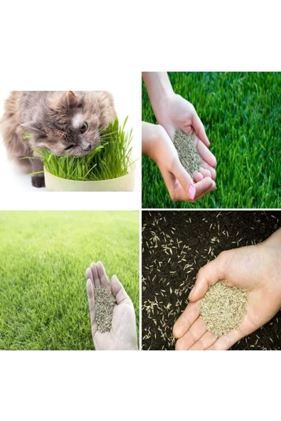TohumGübre Kedi Çimi Tohumu 1 M2 Alana Yetecek Kadar ürün görseli