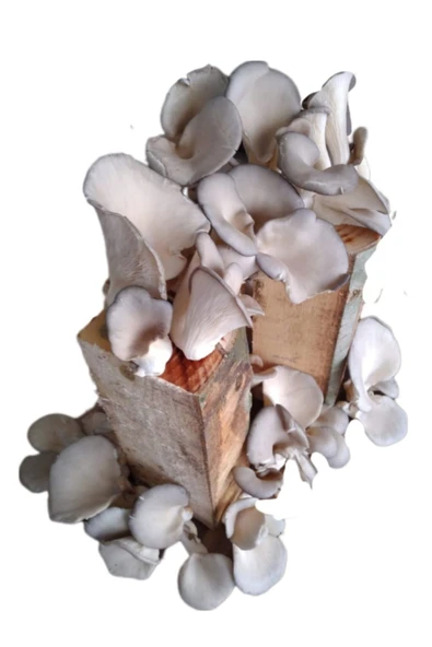 Tarımsal ve Hayvansal Ürünler Kütükte İstiridye Mantarı Deneme Hobi Kiti - Resim 4